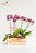 Lindas Phalaenopsis Mescladas - Imagem 1