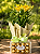 Lírio Amarelo Plantado com Ferrero Rocher - Imagem 1