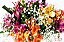 Luxuosas Astromélias Coloridas no Vaso - Imagem 3