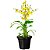 Orquídea Chuva de Ouro Presente Especial - Imagem 3