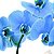 Orquídea  phalaenopolis Azul Místico - Imagem 4