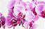 Orquídea Phaleonopsis Exótica com Chocolate - Imagem 2
