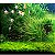 100 Sementes Hemianthus Callitrichoides - Cuba - Imagem 6