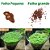 100 Sementes Hemianthus Callitrichoides - Cuba - Imagem 1