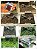 100 Sementes Hemianthus Callitrichoides - Cuba - Imagem 7