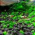 2500 Sementes Hemianthus Callitrichoides - Cuba - Imagem 4