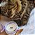 Erva Gateira - Catnip Edição Limitada 110g - Imagem 2