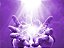 Reiki Chama Violeta - Imagem 1