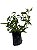 2 Mudas de  Anador - Planta Medicinal - Imagem 1