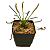Muda Drosera Capensis - Imagem 1
