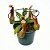 NEPENTHES GRACILIFLORA - Imagem 1