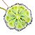 Drosera Burmanni - Imagem 1