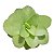 PLANTA CARNÍVORA PINGUICULA TINA - Imagem 1