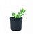 MUDA DE SUCULENTA SEDUM BURRITO RABO DE BURRO 8CM - Imagem 1