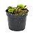 DIONAEA MUSCIPULA  PLANTA CARNÍVORA MUDA - Imagem 1
