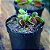 DIONAEA MUSCIPULA  PLANTA CARNÍVORA MUDA - Imagem 2