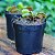 DIONAEA MUSCIPULA  PLANTA CARNÍVORA MUDA - Imagem 3