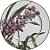 Conjunto 6 Pratos Rasos Orquideas - Alleanza - Imagem 1