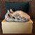 adidas Yeezy Foam Runner 'MX Sand Grey' - Imagem 4