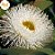 Mel flores de eucalipto Frispy puro 290g - Imagem 3