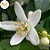 Mel flores de laranjeira Frispy puro 290g - Imagem 3