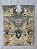 TAMPO BUCKEYE BURL GUITARRA/BAIXO (DROP-TOP E CARVED-TOP) - Imagem 6