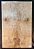 TAMPO TAMO ASH GUITARRA/BAIXO (DROP-TOP E CARVED-TOP) - Imagem 10