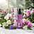 Body Splash Jardin Orquidea 200ml Ciclo - Imagem 2
