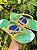 Modelo Slim Brasil - Imagem 1