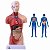 Modelo Anatômico Torso Humano Assexuado e Órgãos 26cm 15 Partes com Suporte Lorben - Imagem 5