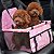 Assento Cadeirinha Lorben para Carro Transporte Pet Cachorro Cães Gatos - Imagem 3