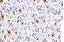 Papel Decoupage 30x45 cm OPAPEL 3188 - Estamparia Flores Papoulas Brancas - Imagem 1