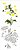 Stencil 17X42 Simples – Flores Margaridas - Opa 2948 - 50% - Imagem 1