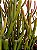 Cacto Euphorbia Tirucali | Pote Extra Grande - Imagem 2