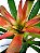 Bromelia Guzmania | Pote Grande - Imagem 2