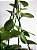 Hoya Carnosa Verde | Cuia Grande - Imagem 2