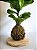 Kokedama | Ficus Compacto - Imagem 2