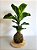 Kokedama | Ficus Compacto - Imagem 1