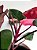 Philodendron Pink Princess | Pote Grande - Imagem 3