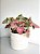 Singônio Rosa (Syngonium podophyllum ‘Neon Robusta’) | Cuia Grande - Imagem 2