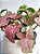 Singônio Rosa (Syngonium podophyllum ‘Neon Robusta’) | Cuia Grande - Imagem 3