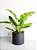 Philodendron Imperial Green | Pote Grande - Imagem 1