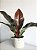 Philodendron Imperial Red | Pote Extra Grande - Imagem 1
