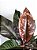 Philodendron Imperial Red | Pote Extra Grande - Imagem 3