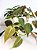 Philodendron Micans | Cuia Grande - Imagem 1