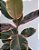 Ficus Elástica Ruby | Pote Grande - Imagem 2