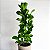 Ficus Lyrata Bambino | Extra grande - Imagem 1