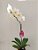 Orquídea Phalaenopsis | Pote Médio - Imagem 3
