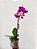 Orquídea Phalaenopsis | Pote Médio - Imagem 7