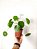 Pilea Peperomioides | Pote Pequeno - Imagem 1